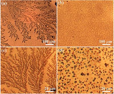 Self-Organized Fractal Structures on Plasma-Exposed Silver Surface